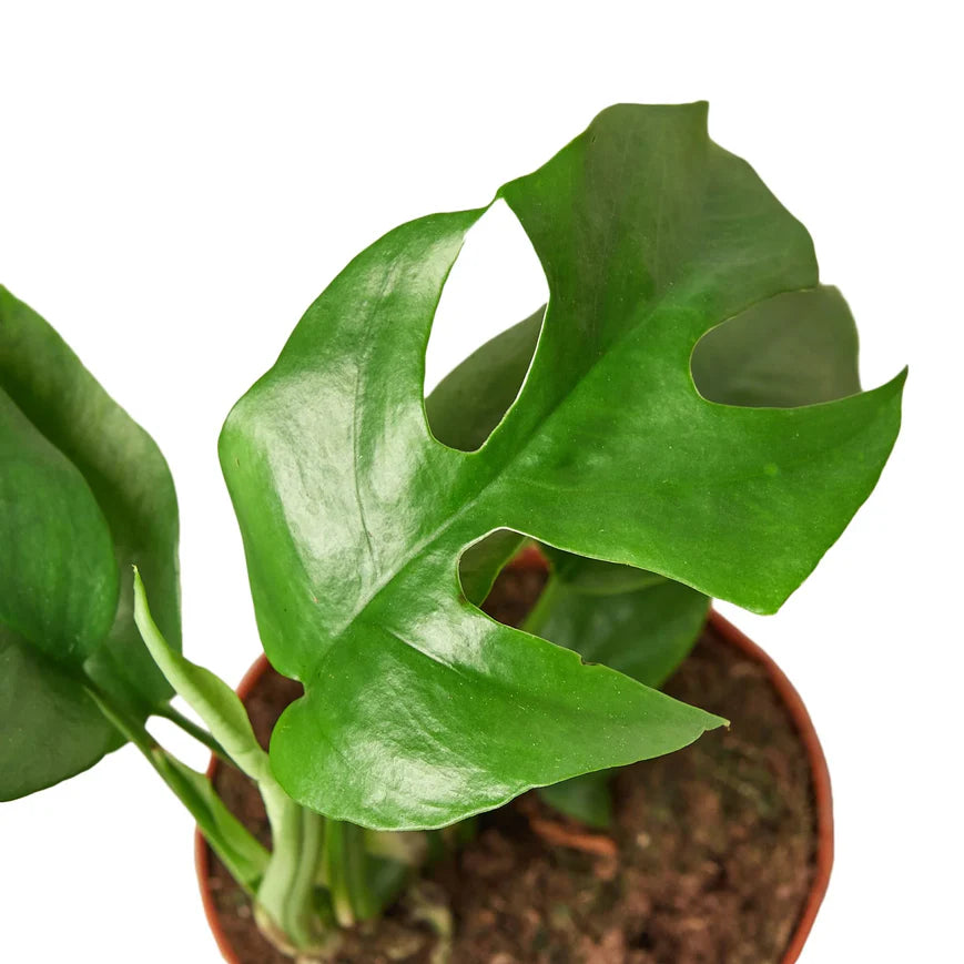 Mini Monstera – Fast Growing Split Leaf Plant | SunriseDaylas