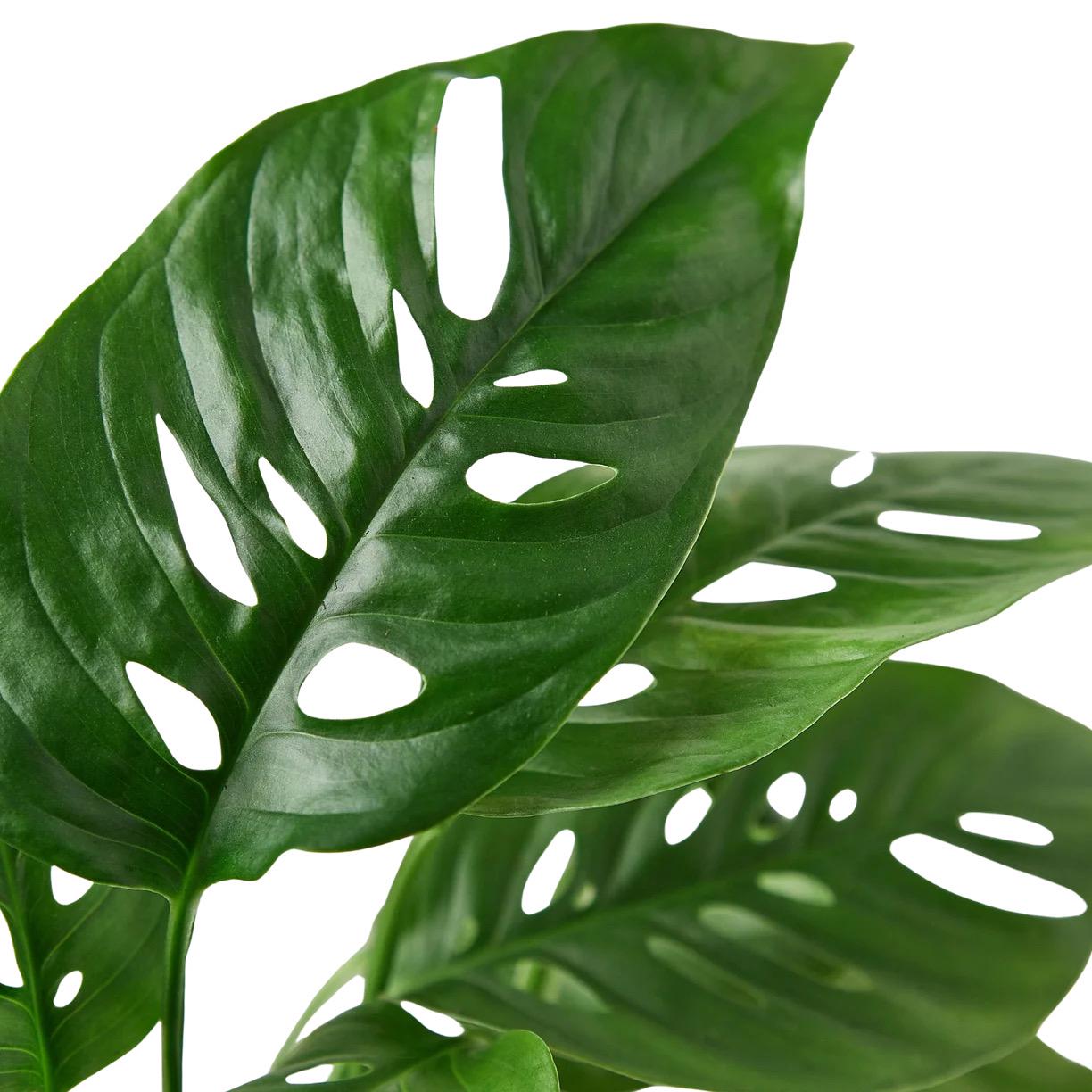 Monstera Adansonii | Swiss Cheese Vine | Live Rooted Tropical Plant | Easy Care | 4in 6in 8in Pot