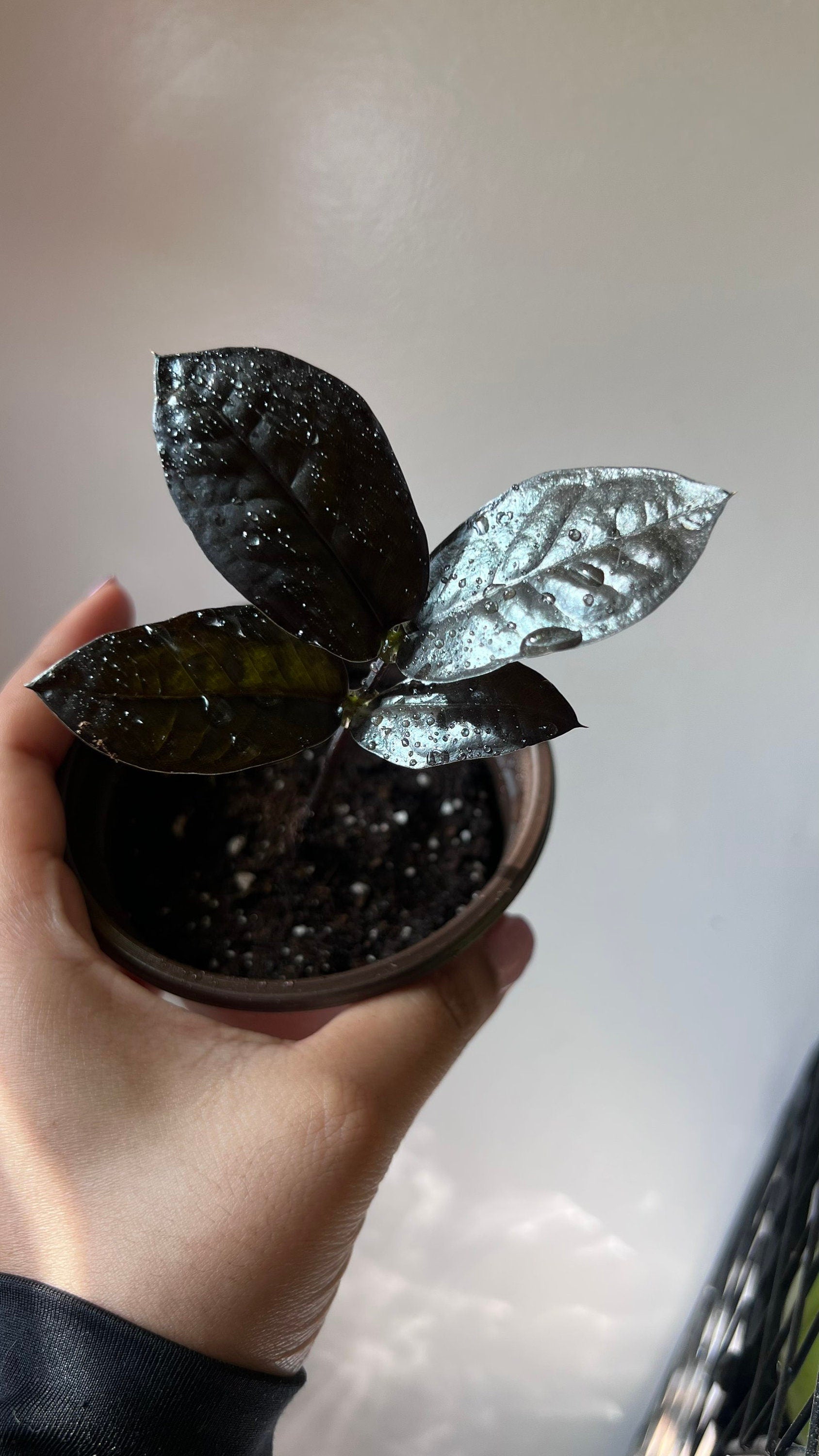 Raven ZZ Plant | Zamioculcas Zamiifolia Raven | Black Leaf Rare Houseplant | Low Light Indoor Plant | Air Purifying | Live Plant