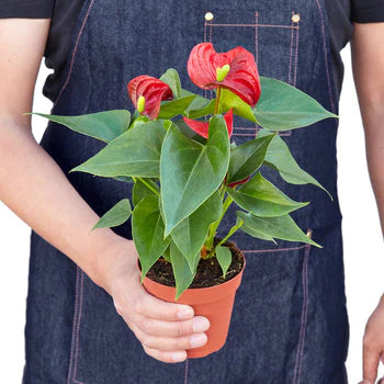 Red Anthurium – Exotic Tropical Flower | SunriseDaylas