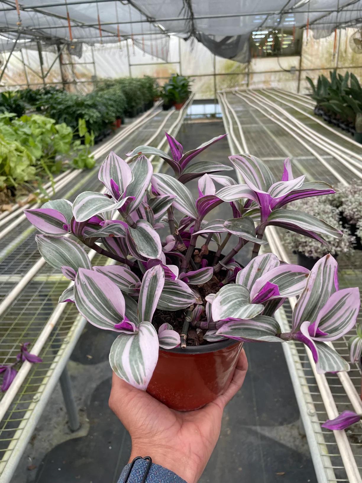 Tradescantia Nanouk | Pink Purple Variegated Trailing Plant | Wandering Dude | Easy Care Hanging Plant | Live Plant | 4in 6in Pot