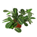 Lemon Lime Maranta – Prayer Plant Indoor Foliage | SunriseDaylas