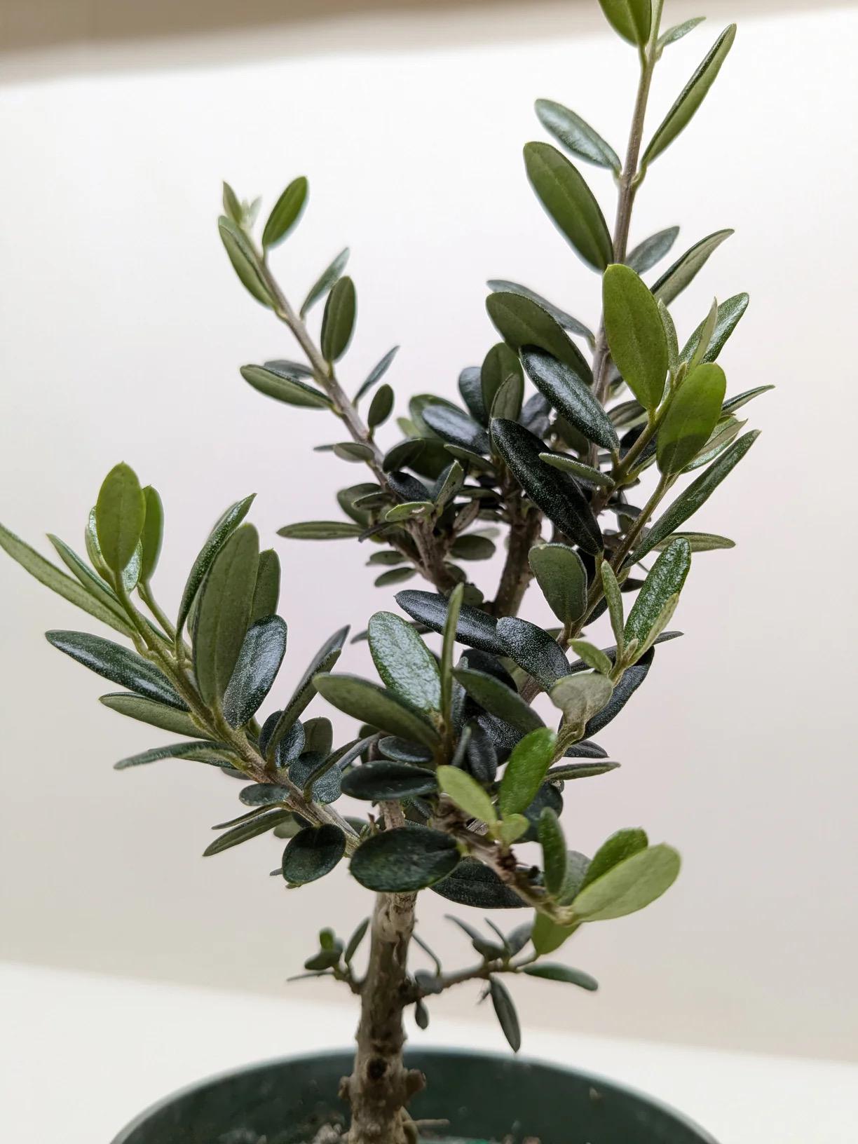 Fruiting Olive Tree | Olea Europaea Live Mediterranean Plant, Indoor Outdoor Patio Gift