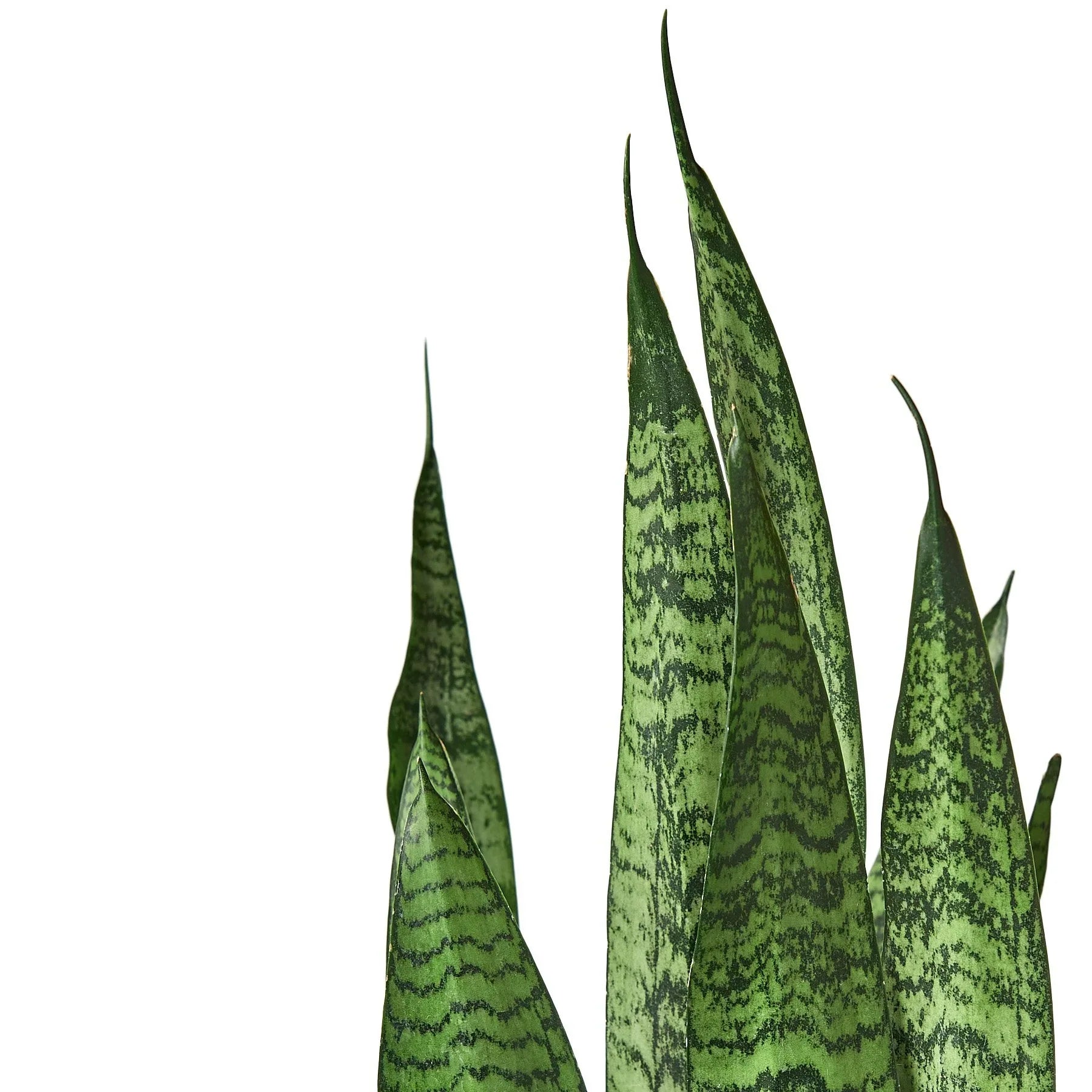 Snake Plant Zeylanica – Easy Care Air Purifying Plant | SunriseDaylas