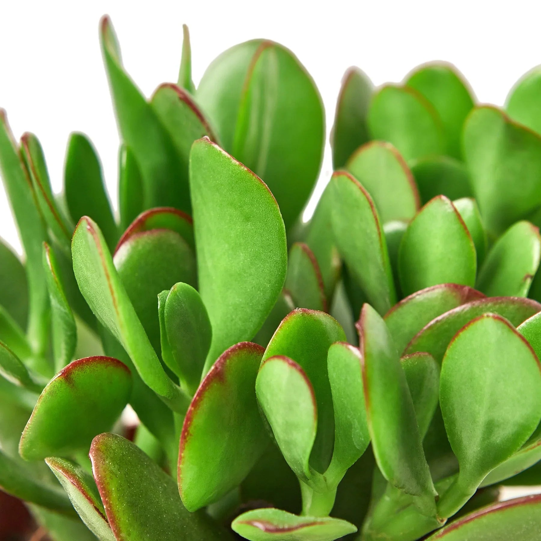 Jade Succulent – Easy Care Indoor Plant | SunriseDaylas