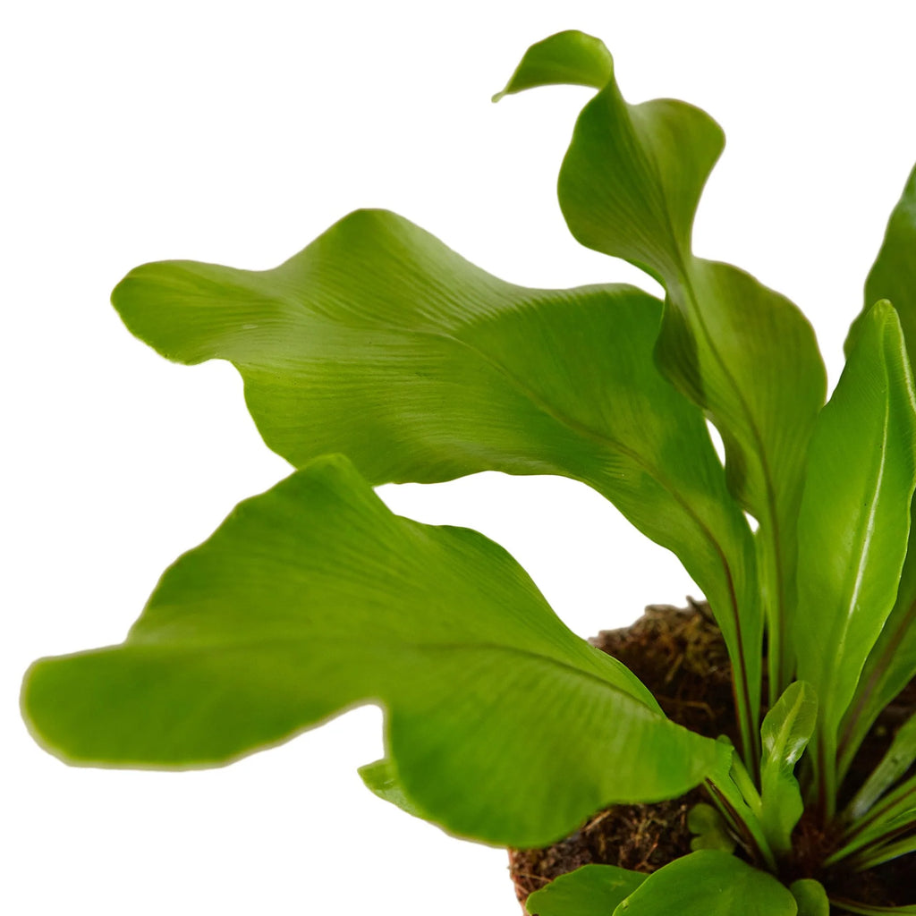 Bird's Nest Fern 'Nidus' – Tropical Indoor Plant | SunriseDaylas