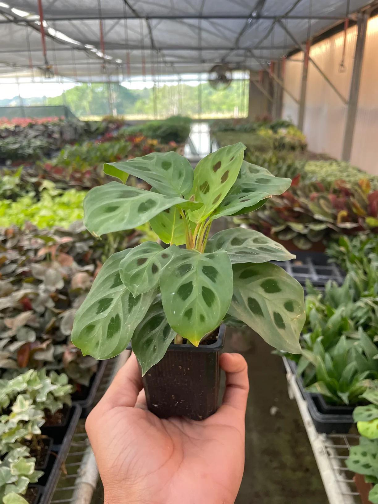 Maranta Prayer Plant | Maranta Leuconeura | Patterned Tropical Houseplant | Pet Friendly | Easy Care Indoor Plant | Live Plant | 3in 4in 6in