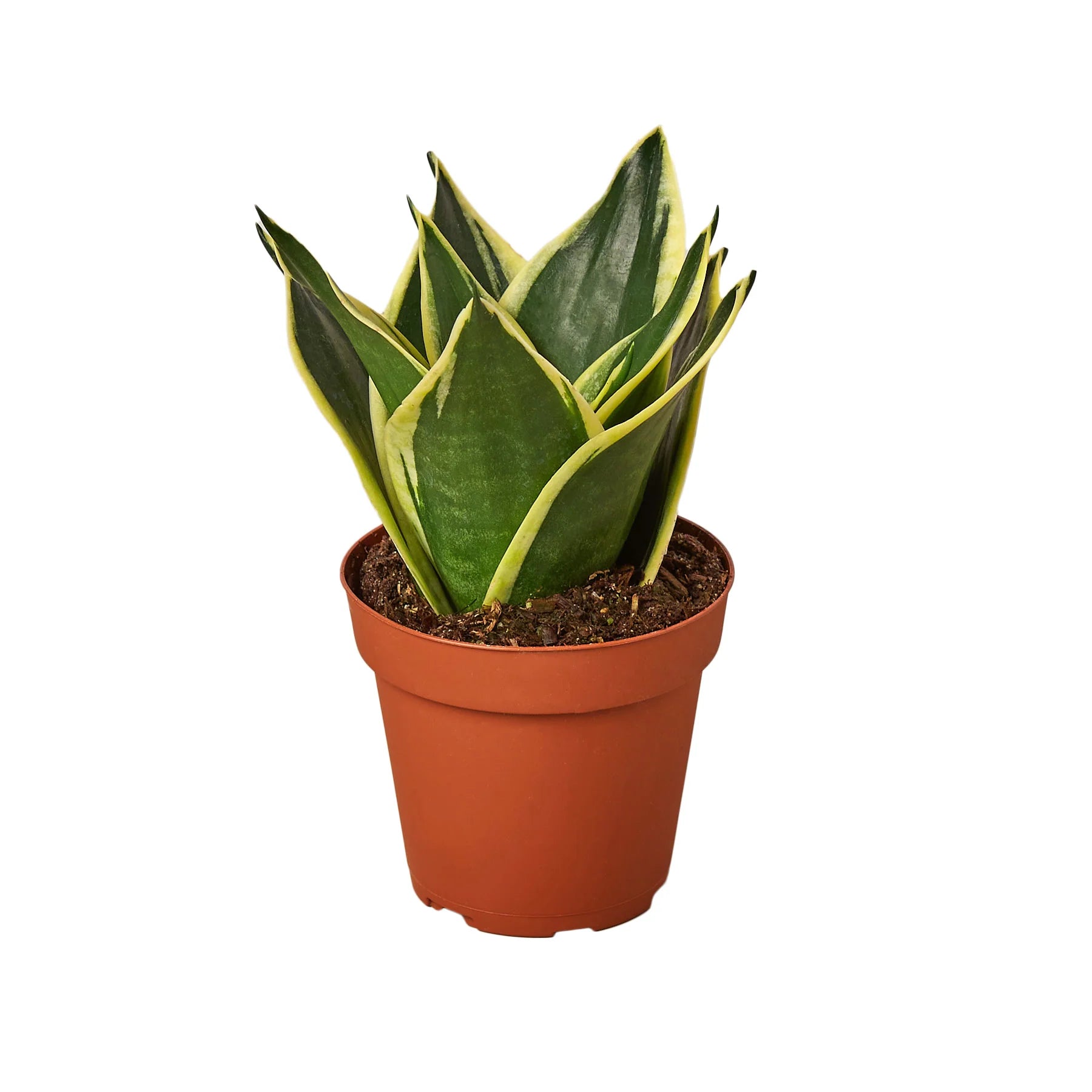 Snake Plant Black Gold – Bold Air-Purifying Plant | SunriseDaylas