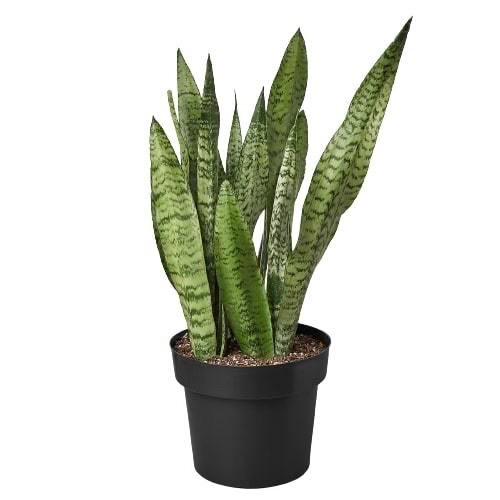 Snake Plant Zeylanica | Low Light Air Purifying Houseplant (4in-10in Pots)
