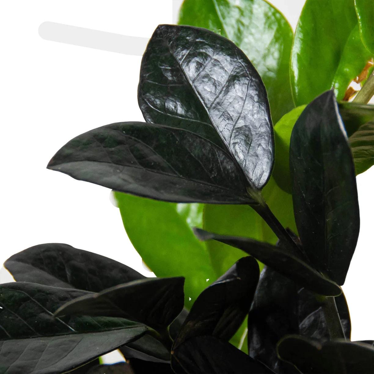 Raven ZZ Plant | Zamioculcas Zamiifolia Raven | Black Leaf Rare Houseplant | Low Light Indoor Plant | Air Purifying | Live Plant