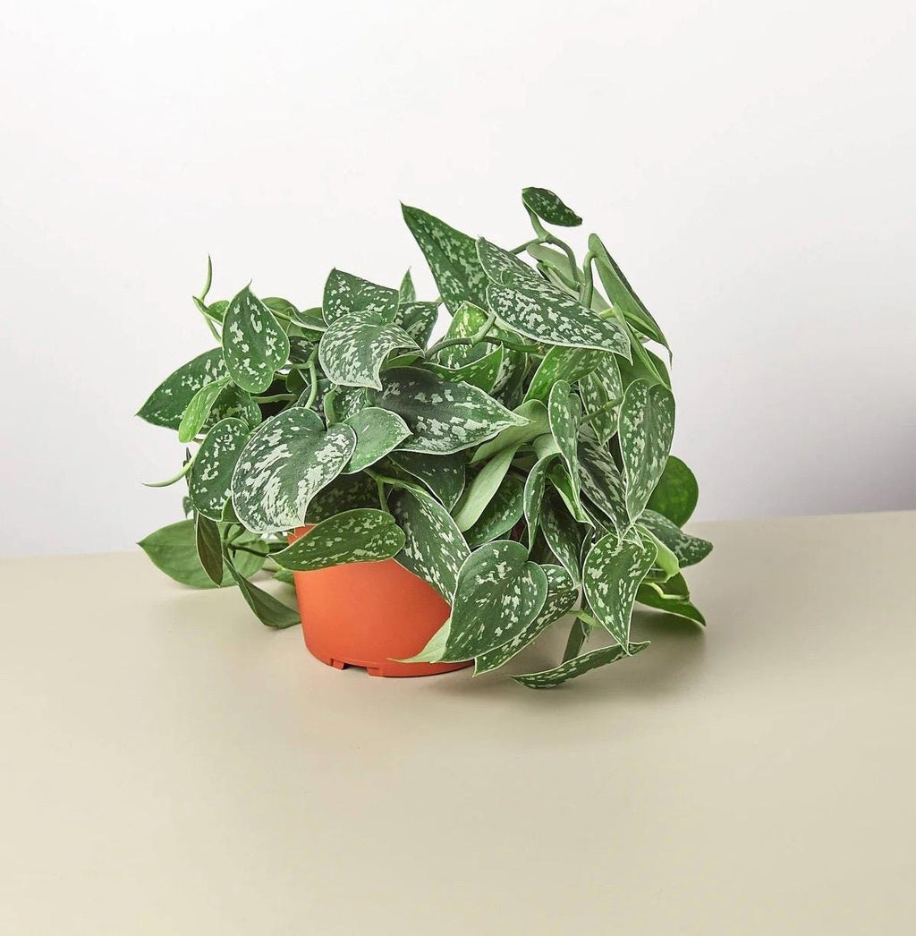 Satin Pothos | Scindapsus Pictus Argyraeus | Silver Trailing Houseplant | Easy Care Hanging Plant | Free Shipping | Live Plant | 4in Pot