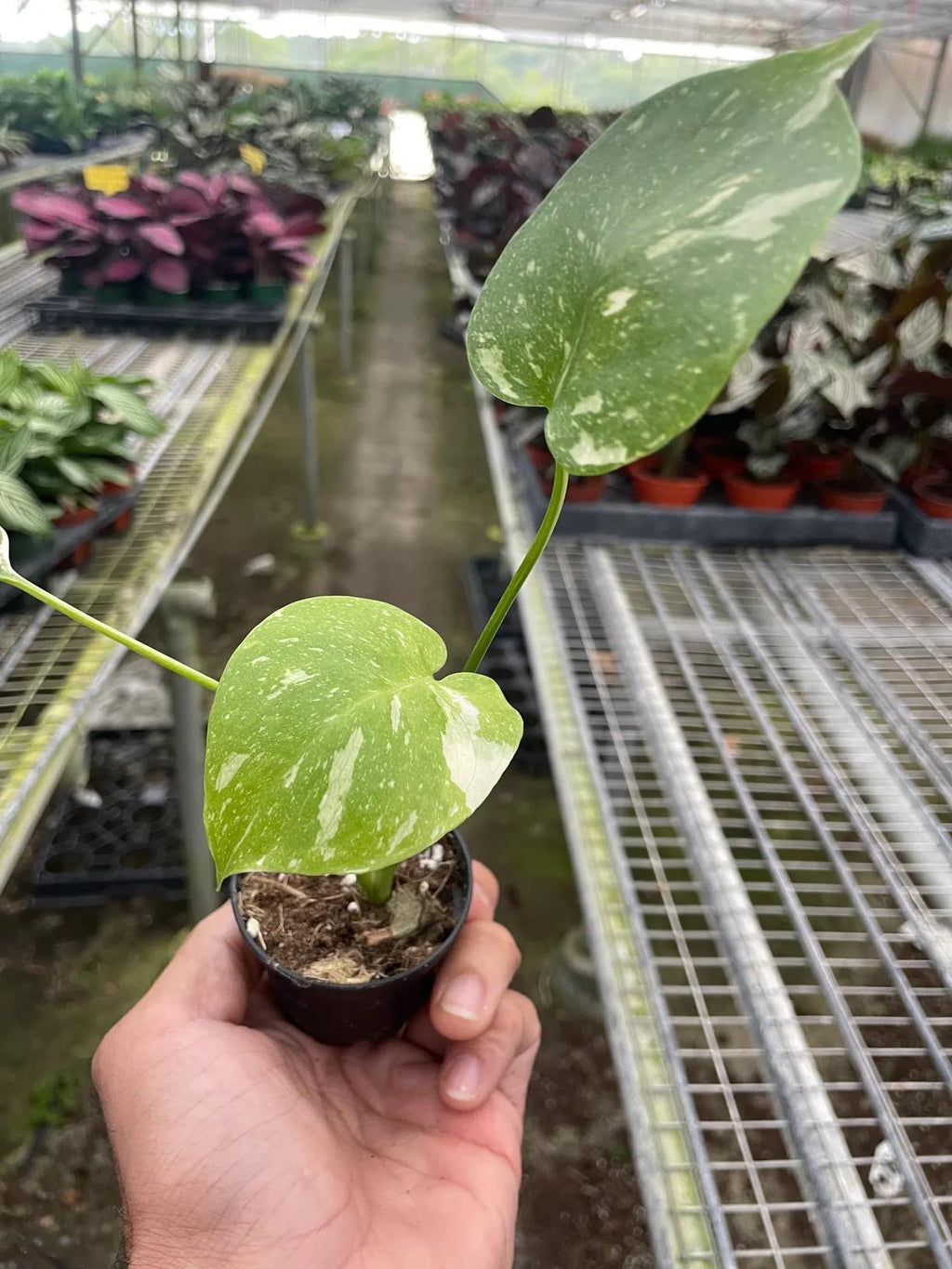 Monstera Thai Constellation Live Plant | Rare Variegated Leaves (2in 4in 6in Pot)