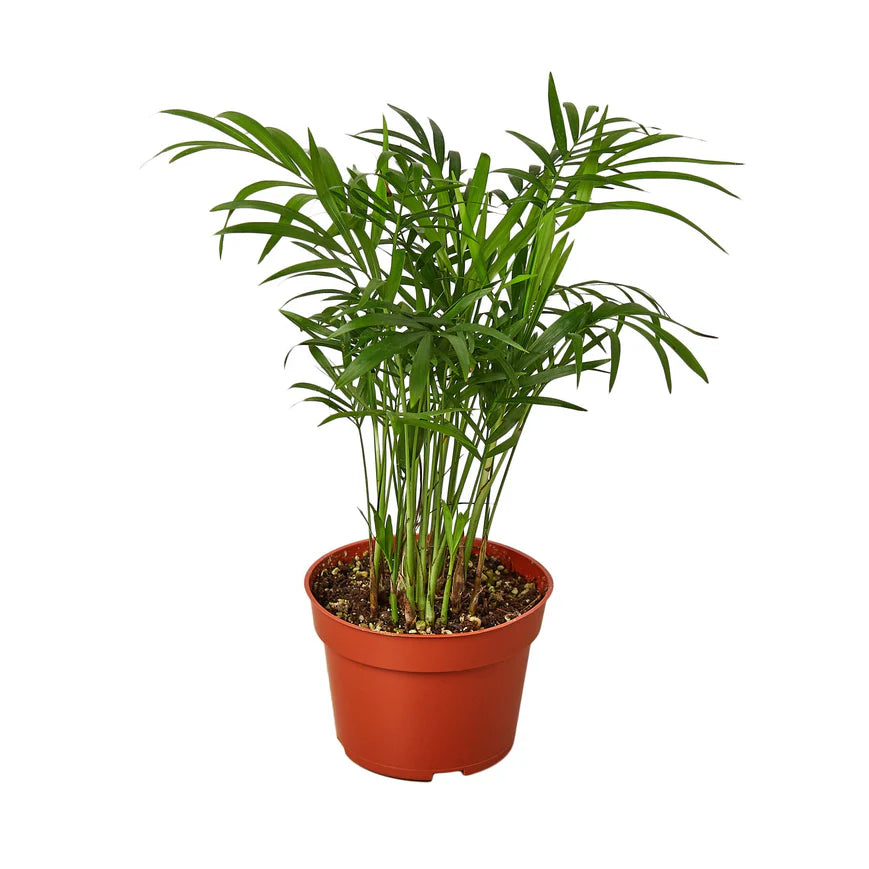 Parlor Palm – Low Light Pet Friendly Plant | SunriseDaylas