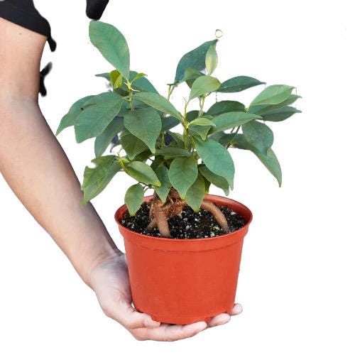 Ficus Ginseng Bonsai Plant | Sculptural Root Houseplant, Easy Care Indoor Tree