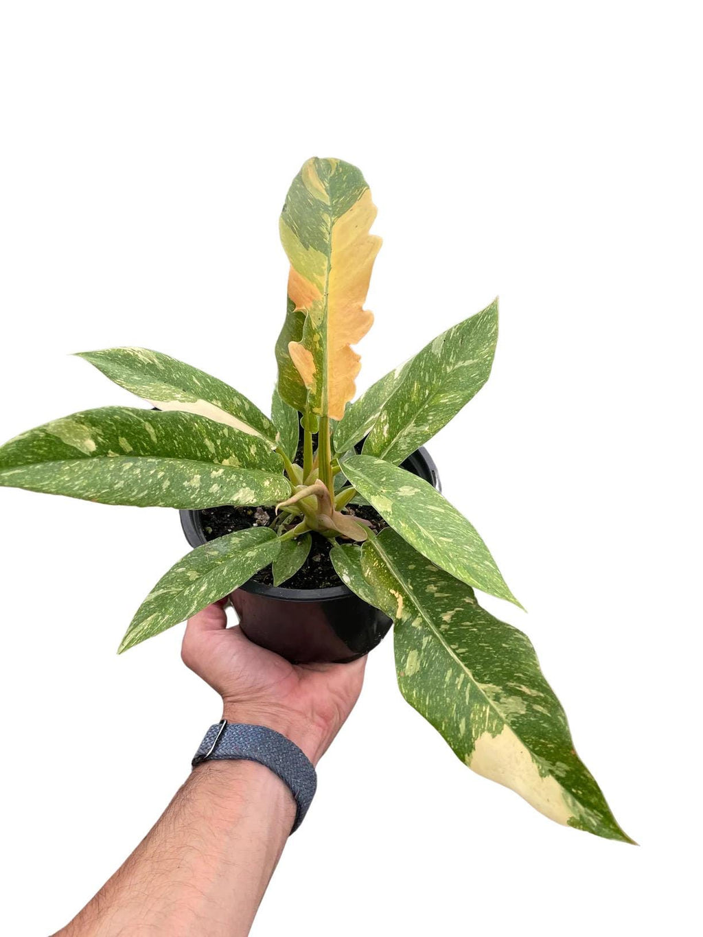 Philodendron Ring of Fire Variegated | Rare Collector Philodendron | Multicolor Fiery Foliage | Henderson's Pride | Live Plant | 6in Pot
