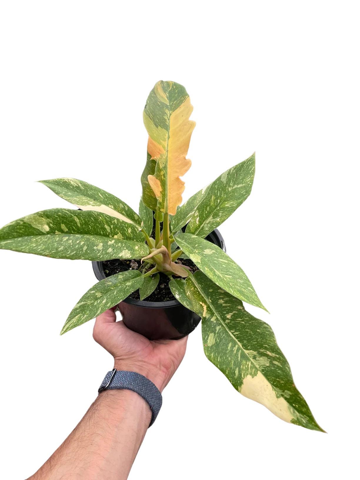 Philodendron Ring of Fire Variegated | Rare Collector Philodendron | Multicolor Fiery Foliage | Henderson's Pride | Live Plant | 6in Pot