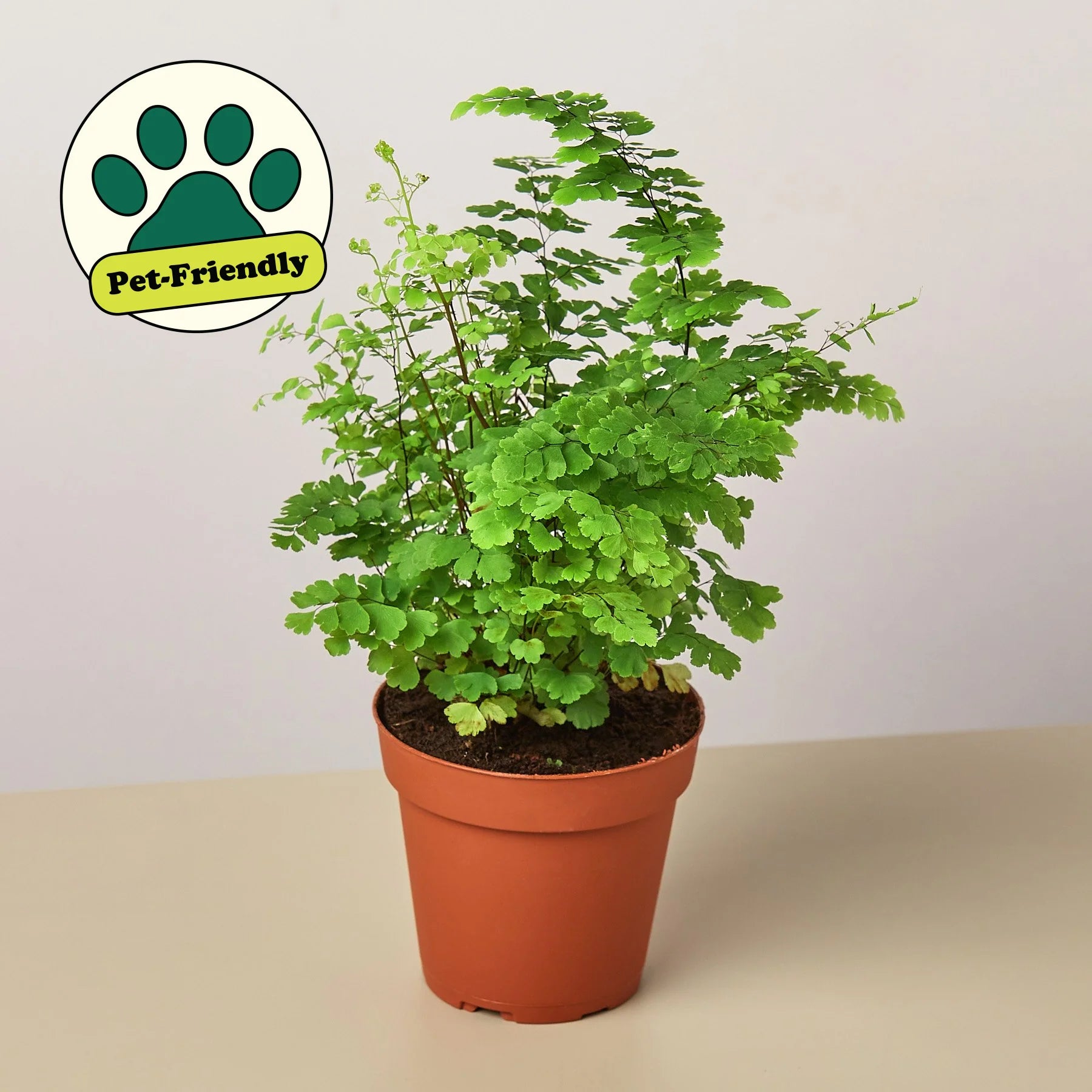 Maidenhair Fern Delicate Live Indoor Plant | SunriseDaylas