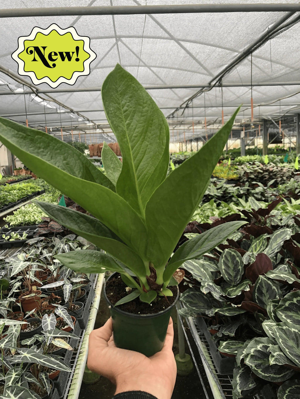 Anthurium Cobra – Rare Easy Care Tropical Plant | SunriseDaylas