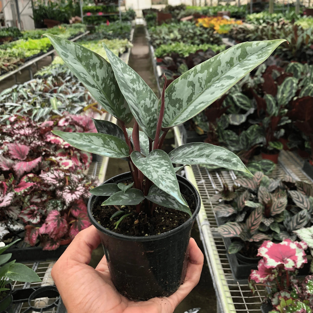 Rare Purple Sword – Collector's Tropical Plant | SunriseDaylas