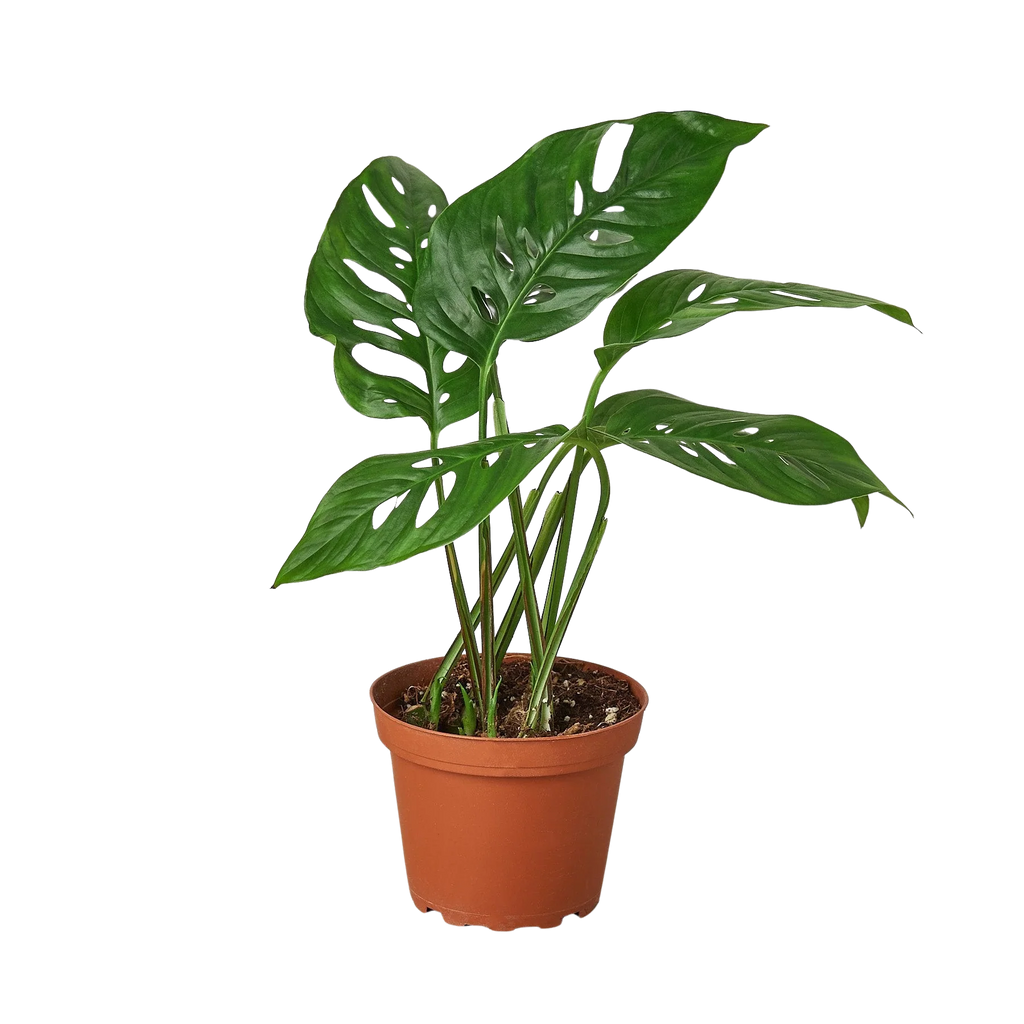 Monstera Adansonii – Swiss Cheese Vine Plant | SunriseDaylas
