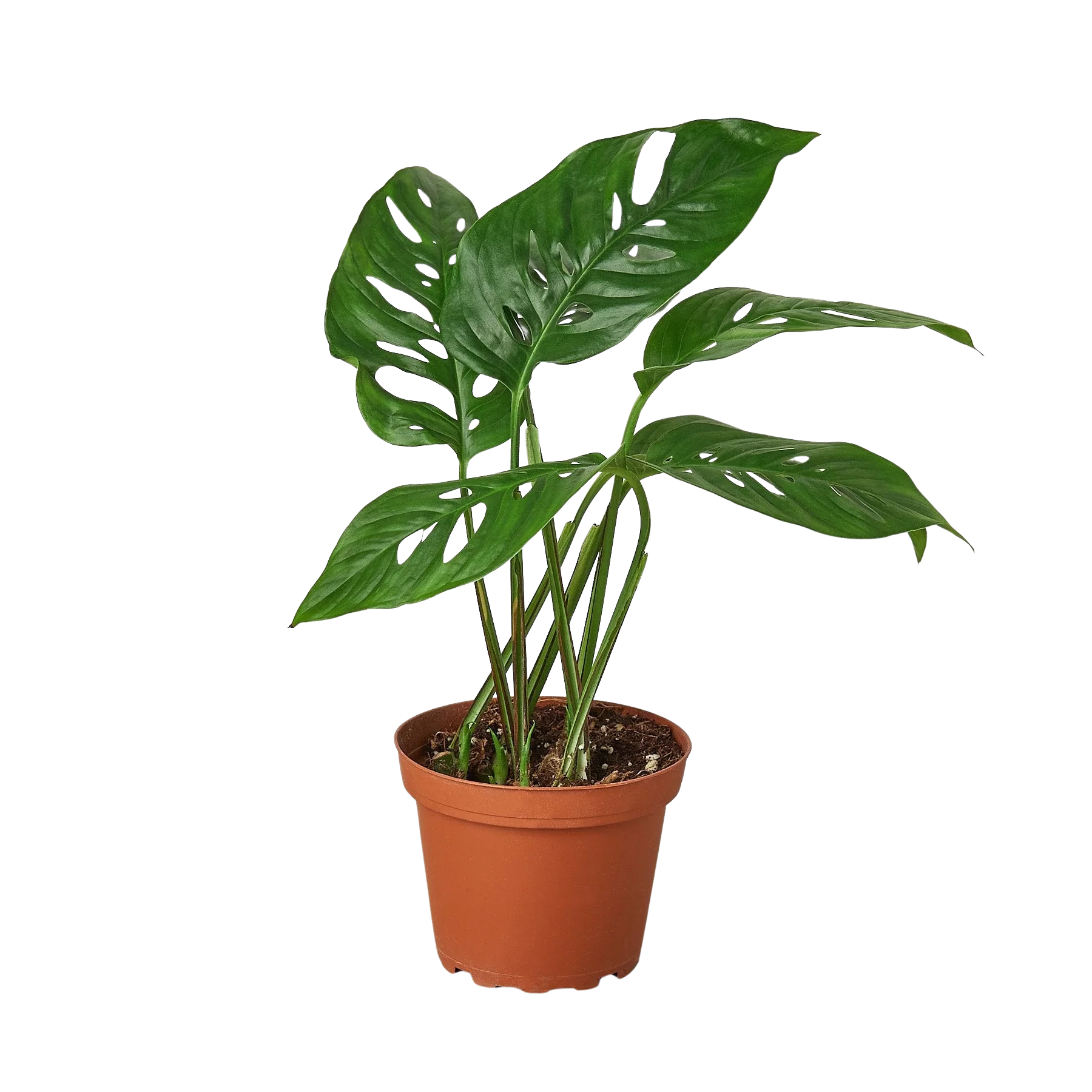 Monstera Adansonii – Swiss Cheese Vine Plant | SunriseDaylas