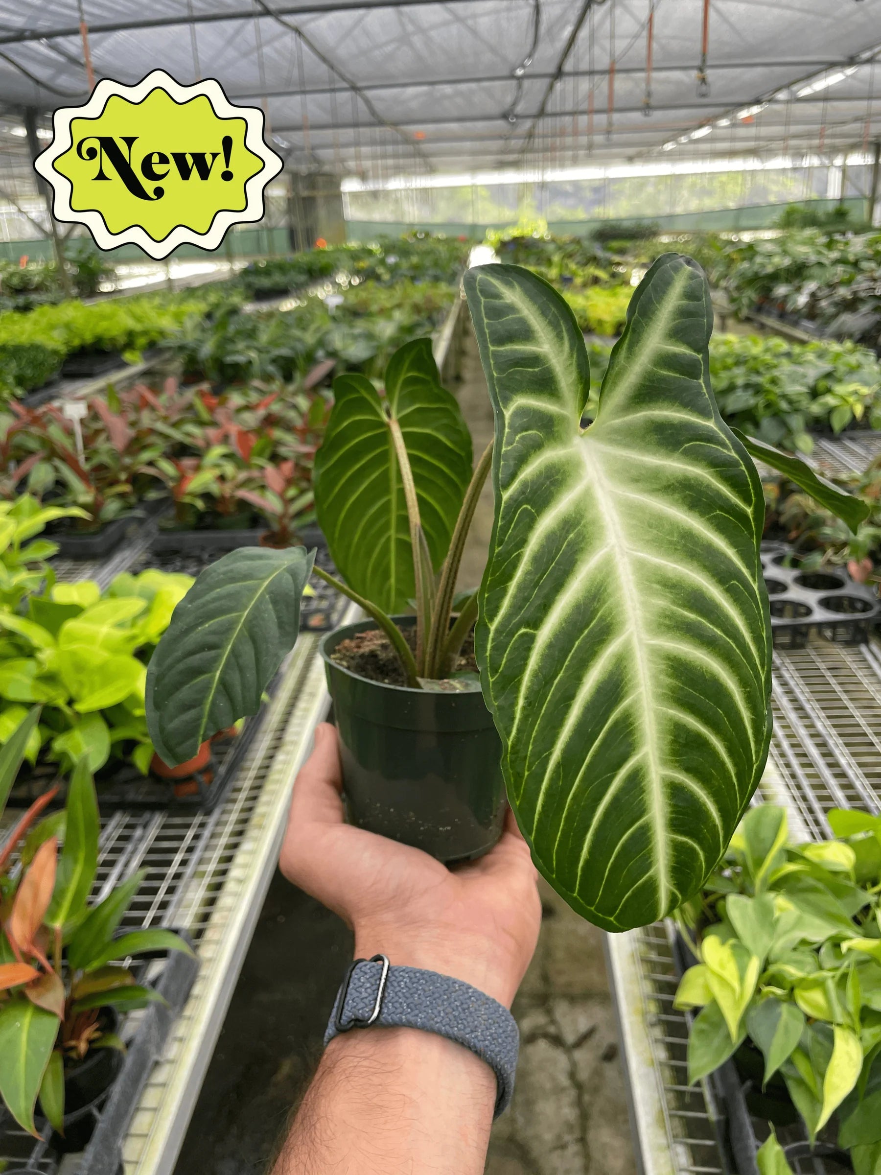 Angel Wing Plant – Rare Veined Tropical Plant | SunriseDaylas