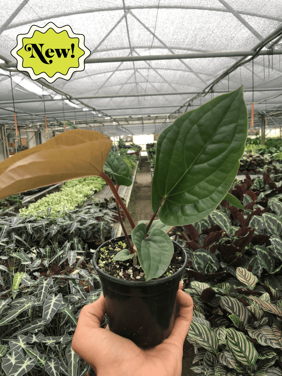 Rare Anthurium Radicans x Luxurians – Bold Leaves | SunriseDaylas