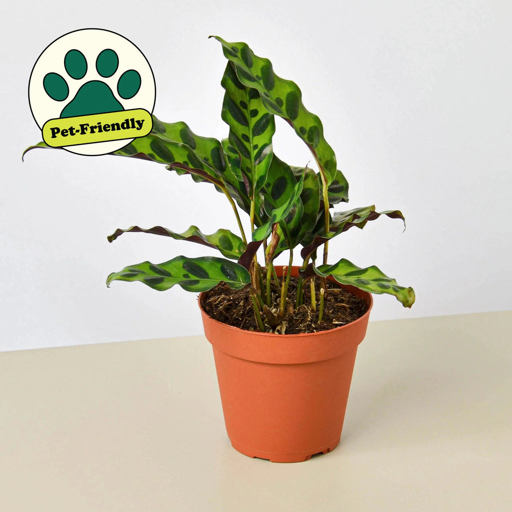 Calathea Rattlesnake Live Indoor Plant