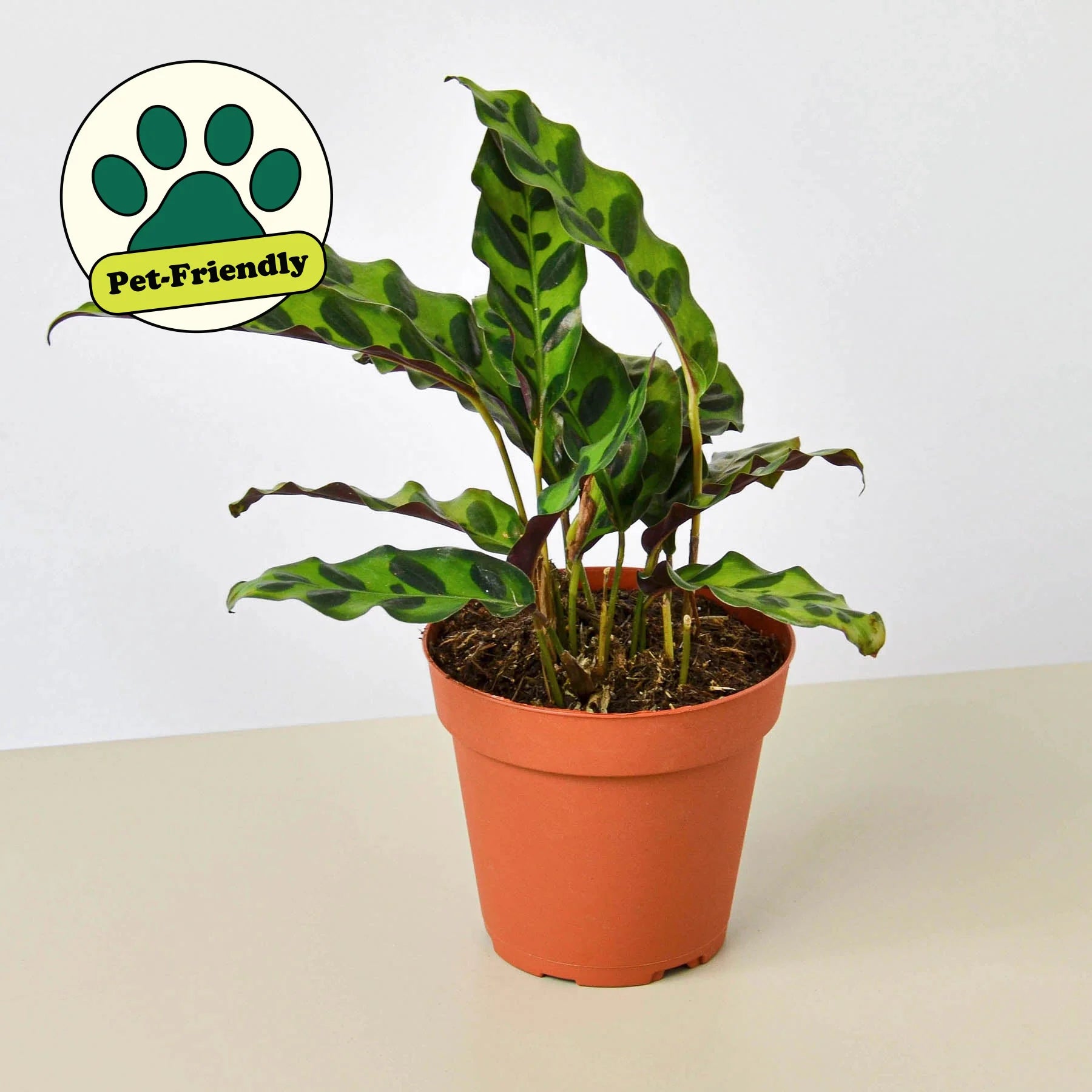 Calathea Rattlesnake Live Indoor Plant