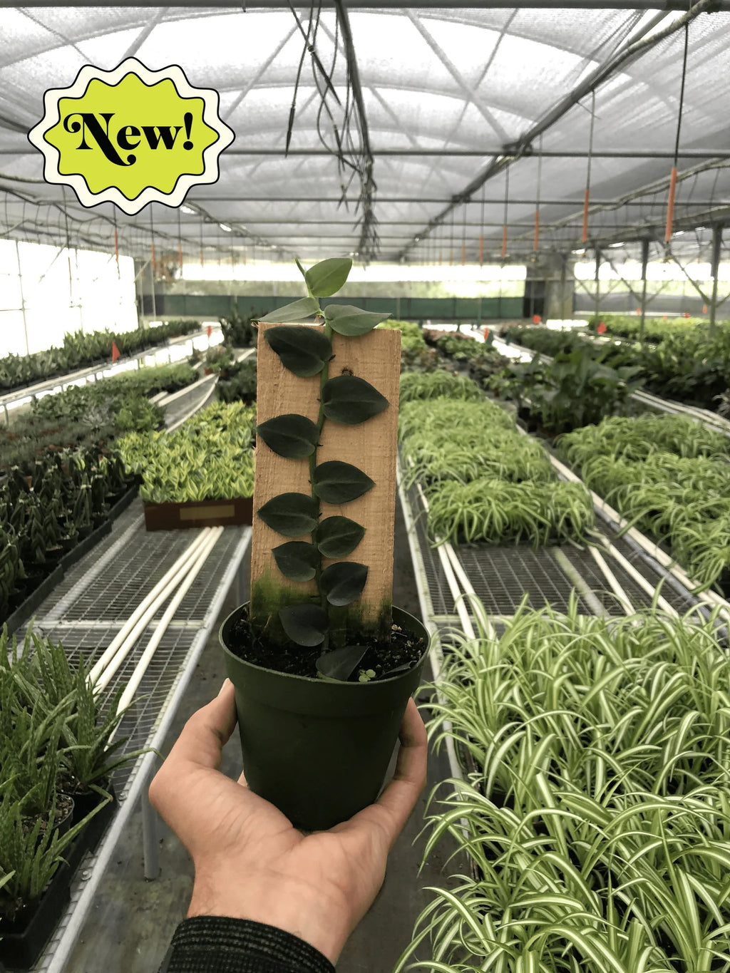 Rare Shingle Plant – Collector Climbing Aroid | SunriseDaylas