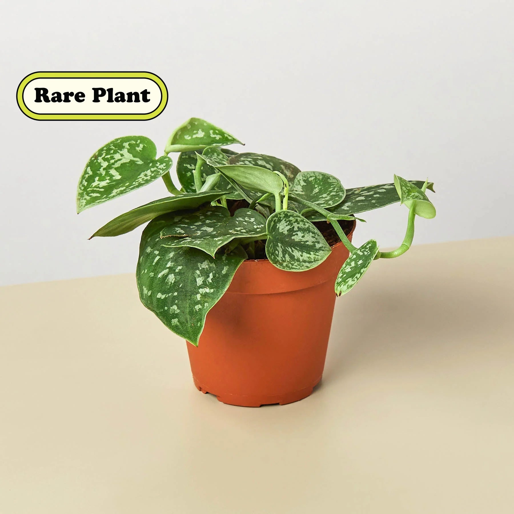 Satin Pothos – Silvery Trailing Indoor Plant | SunriseDaylas