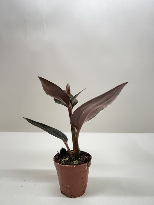 Jewel Orchid – Rare Velvety Foliage Plant | SunriseDaylas