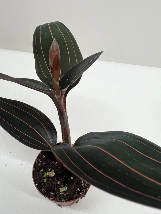 Jewel Orchid – Rare Velvety Foliage Plant | SunriseDaylas